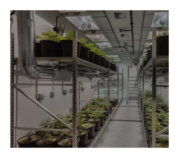 Marijuana Grow Facilities